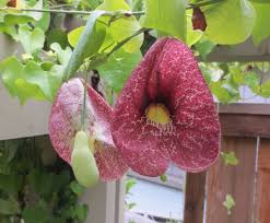 Attēlu rezultāti vaicājumam “Aristolochia durior flower”