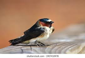Image result for Petrochelidon pyrrhonota