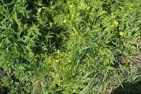 Attēlu rezultāti vaicājumam “Ranunculus auricomus leaf”