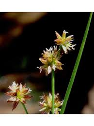 Image result for Calamus nodosus