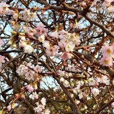 Attēlu rezultāti vaicājumam “Prunus padus var. roseiflora flower”