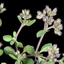 Attēlu rezultāti vaicājumam “Drepanocladus aduncus var. polycarpon”