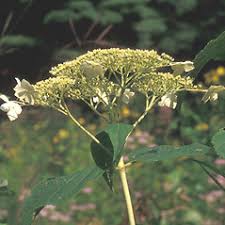 Attēlu rezultāti vaicājumam “Hydrangea arborescens subsp. discolor flower”