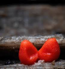 Attēlu rezultāti vaicājumam “Lycogala conicum spores”