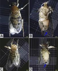 Attēlu rezultāti vaicājumam “Nardia scalaris cells”