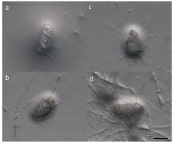 Attēlu rezultāti vaicājumam “Enteridium liceoides macro”