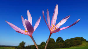 Image result for Herbstzeitlose