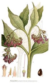 Image result for Symphytum officinale