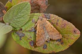 Attēlu rezultāti vaicājumam “Agrochola helvola imago”