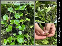 Attēlu rezultāti vaicājumam “Calla palustris flower”
