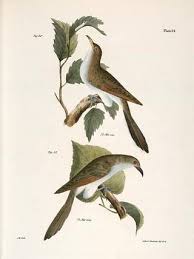 Image result for Coccyzus americanus