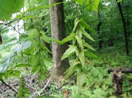 Attēlu rezultāti vaicājumam “Carpinus caroliniana”