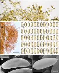 Attēlu rezultāti vaicājumam “Badhamiopsis praetermissa spores”