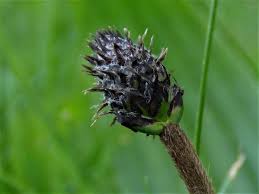 Attēlu rezultāti vaicājumam “Plantago lanceolata fruit”