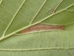 Attēlu rezultāti vaicājumam “Phyllonorycter nicellii”