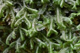 Attēlu rezultāti vaicājumam “Bazzania trilobata”