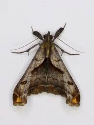 Attēlu rezultāti vaicājumam “Eupithecia icterata female”