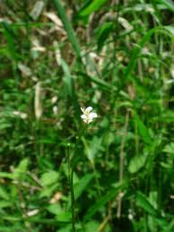 Attēlu rezultāti vaicājumam “Arabis hirsuta flower”