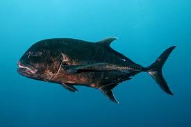 Image result for Caranx ignobilis