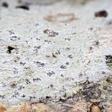 Attēlu rezultāti vaicājumam “Arthonia spadicea”