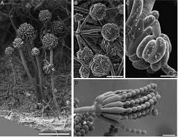 Attēlu rezultāti vaicājumam “Didymium spongiosum var. dictyospora spores”