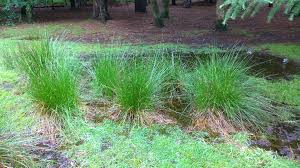 Attēlu rezultāti vaicājumam “Juncus conglomeratus fruit”