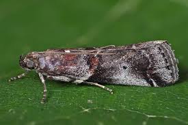 Attēlu rezultāti vaicājumam “Sciota fumella”