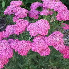 Attēlu rezultāti vaicājumam “Achillea salicifolia flower”