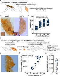 Attēlu rezultāti vaicājumam “Lignydium muscorum plasmodium”