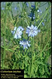 Image result for Cichorium intybus