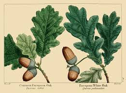 Attēlu rezultāti vaicājumam “Quercus robur”