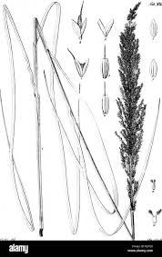 Image result for Thaddus Haenke