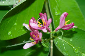 Attēlu rezultāti vaicājumam “Lonicera tatarica flower”