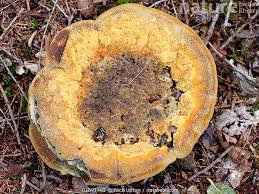 Attēlu rezultāti vaicājumam “Phaeolus schweinitzii”