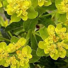 Attēlu rezultāti vaicājumam “Euphorbia palustris leaf”