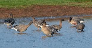 Attēlu rezultāti vaicājumam “Anser brachyrhynchus”