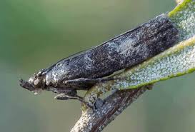 Attēlu rezultāti vaicājumam “Ortholepis betulae”