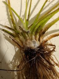 Attēlu rezultāti vaicājumam “Isoetes lacustris leaf”