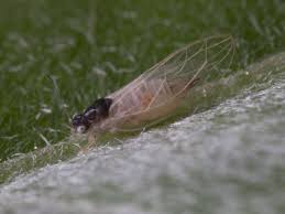 Attēlu rezultāti vaicājumam “Trioza dispar”