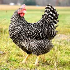 Image result for Plymouth Rhc