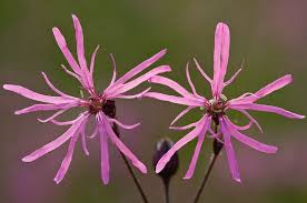 Image result for Lychnis flos-cuculi