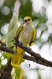 Attēlu rezultāti vaicājumam “Oriolus oriolus male”