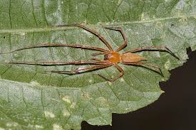 Attēlu rezultāti vaicājumam “Cheiracanthium sp. male”