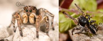 Attēlu rezultāti vaicājumam “Aelurillus v-insignitus”