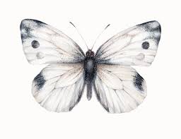 Attēlu rezultāti vaicājumam “Pieris rapae female”