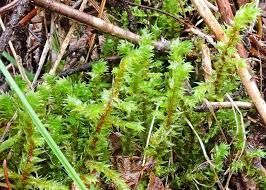 Attēlu rezultāti vaicājumam “Rhytidiadelphus triquetrus sporophyte”