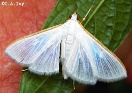 Attēlu rezultāti vaicājumam “Cribraria costata macro”