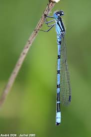 Attēlu rezultāti vaicājumam “Enallagma cyathigerum male”