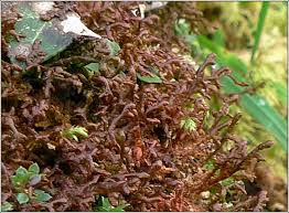 Attēlu rezultāti vaicājumam “Frullania tamarisci”