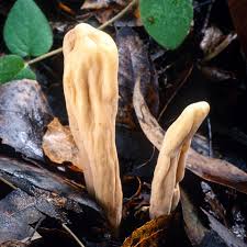 Attēlu rezultāti vaicājumam “Clavariadelphus pistillaris”